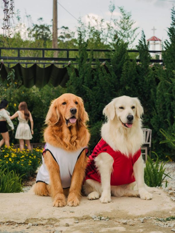 pexels-rednguyen-17502410